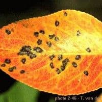 Entomosporiose