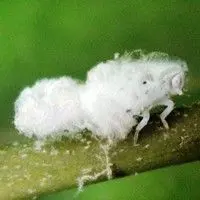 Pulgão lanígero das rosáceas