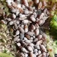 Pulgão lanígero das rosáceas