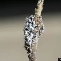 Pulgão lanígero das rosáceas