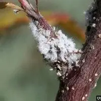 Pulgão lanígero das rosáceas