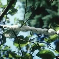 Pulgão lanígero das rosáceas