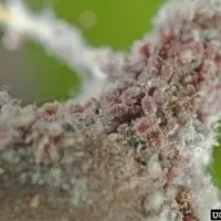Pulgão lanígero das rosáceas