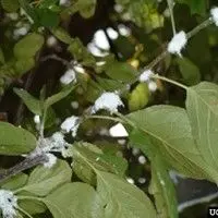 Pulgão lanígero das rosáceas