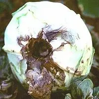 Podridão mole