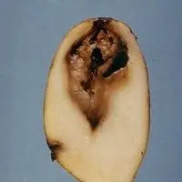 Podridão mole