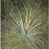 Caraguatá