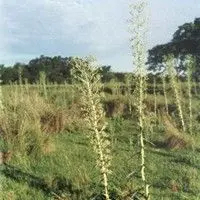 Caraguatá