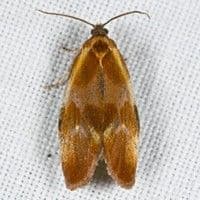Lagarta