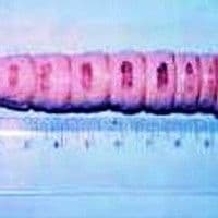 Broca da coroa foliar das palmeiras