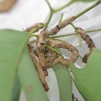 Lagarta dos eucaliptos