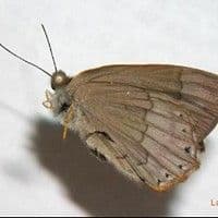 Lagarta dos eucaliptos