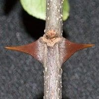 Mamica de porca