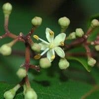 Mamica de porca