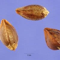 Trigo serraceno