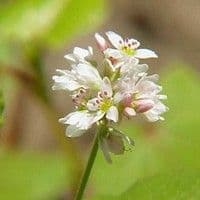 Trigo serraceno
