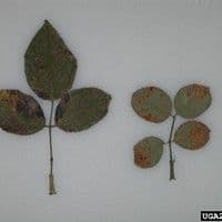 Ferrugem das roseiras