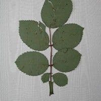 Ferrugem das roseiras