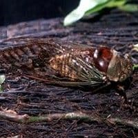 Cigarra fidicina