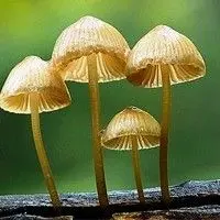 Fungos