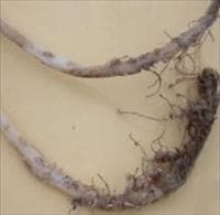 Murcha-de-fusarium