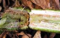 Murcha de fusarium