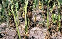 Murcha de fusarium