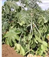 Murcha-de-fusarium