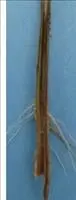Murcha-de-fusarium