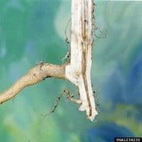 Fusariose