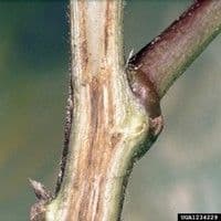 Fusariose