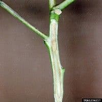 Fusariose