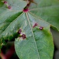 Fusariose