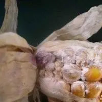 Fusariose