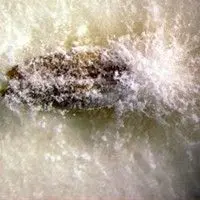 Fusariose