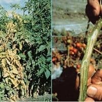 Murcha de fusarium