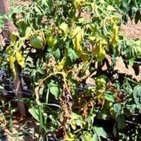 Murcha de fusarium