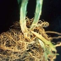 Murcha de fusarium