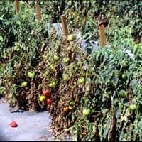 Murcha de fusarium