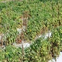 Murcha de fusarium