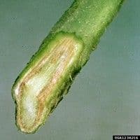 Murcha de fusarium