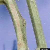 Murcha de fusarium