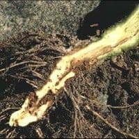 Murcha de fusarium