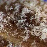 Fusariose