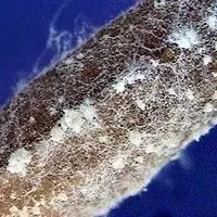 Fusariose