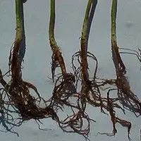 Podridão radicular seca