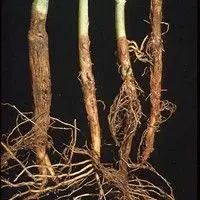 Podridão radicular seca
