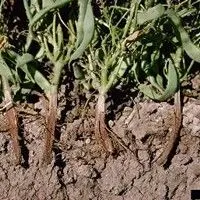 Podridão radicular seca