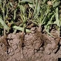Podridão radicular seca
