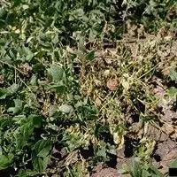 Podridão radicular seca